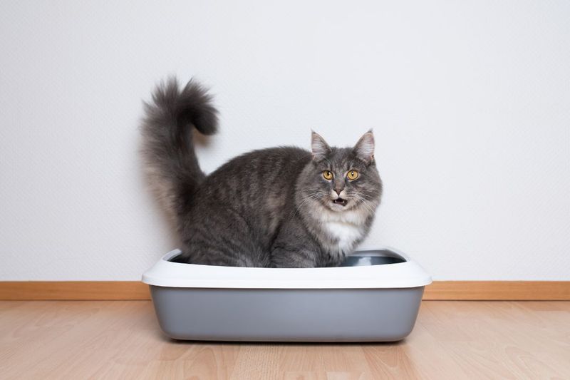 How to Dispose of Cat Litter the EcoFriendly Way Pettable